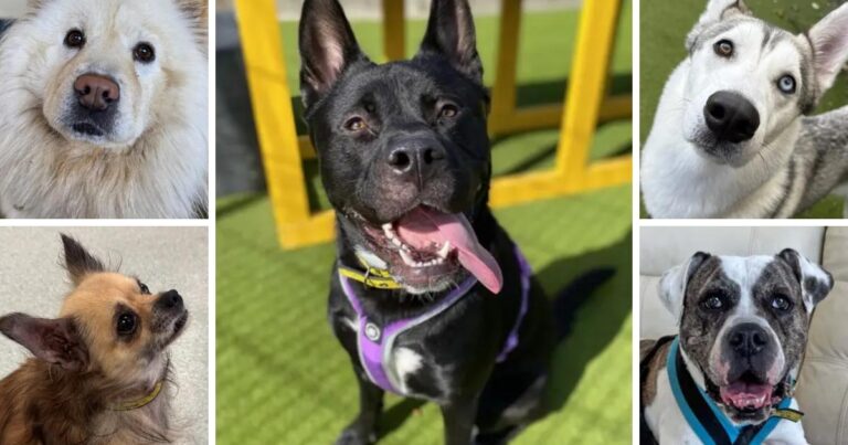 Five dogs at Dogs Trust in Essex looking for their new homes | Harwich and Manningtree Standard