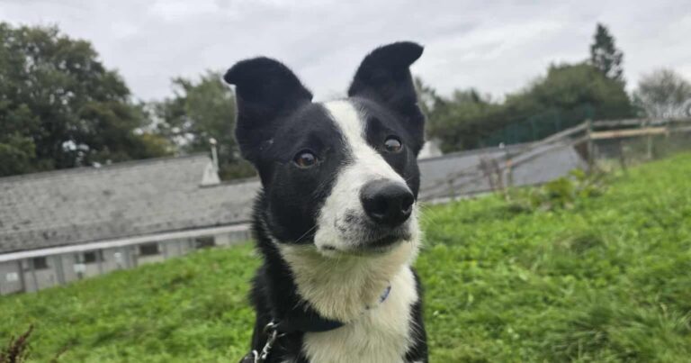 Former working dog from Animal Rescue Cumbria ready for rehoming | Whitehaven News