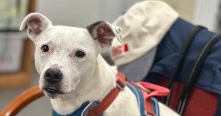 Cuddly canine from Animal Concern Cumbria ready for new home | Times and Star