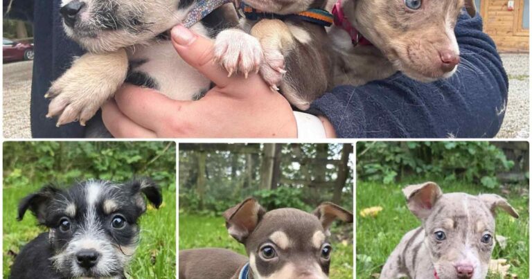 Adorable puppies from Animal Rescue Cumbria looking for forever homes | Times and Star