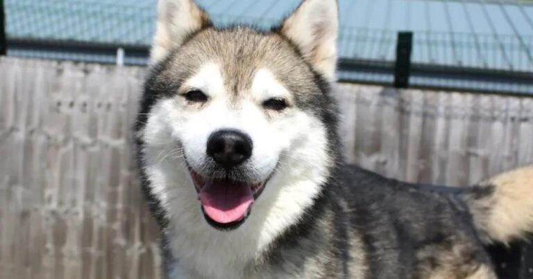 Dogs Trust Evesham: 5 adorable dogs looking for new homes – The Worcester News