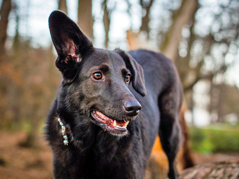 Are There Certain Sounds That ''Attract' Cats and Dogs? The Internet Thinks So – Kinship