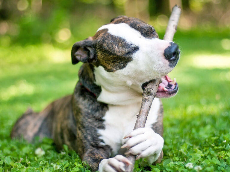 Why Are Dogs Obsessed With Chewing Sticks—and Should We Even Let Them? – Kinship