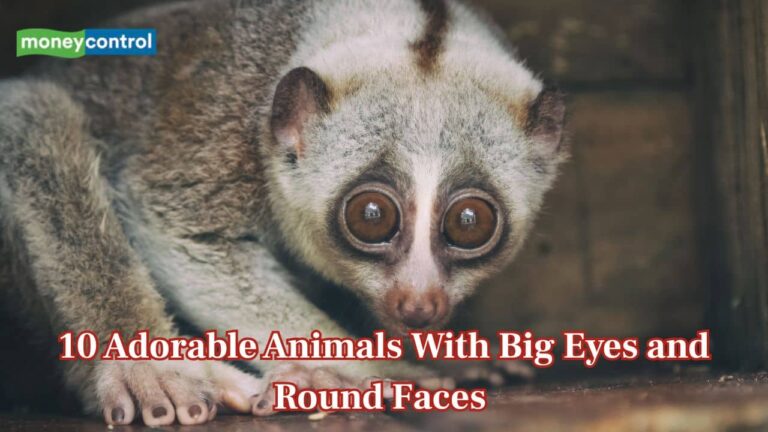 10 adorable animals with big eyes and round faces that will melt your heart – Moneycontrol