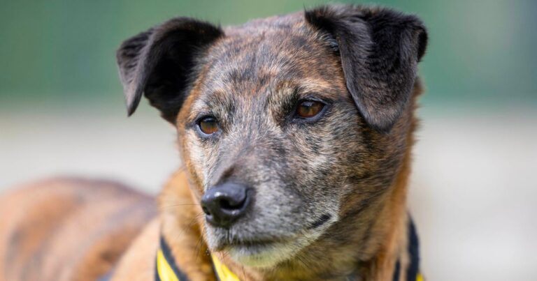 UK's 'loneliest dog' is still looking for forever home after eight years – The Mirror