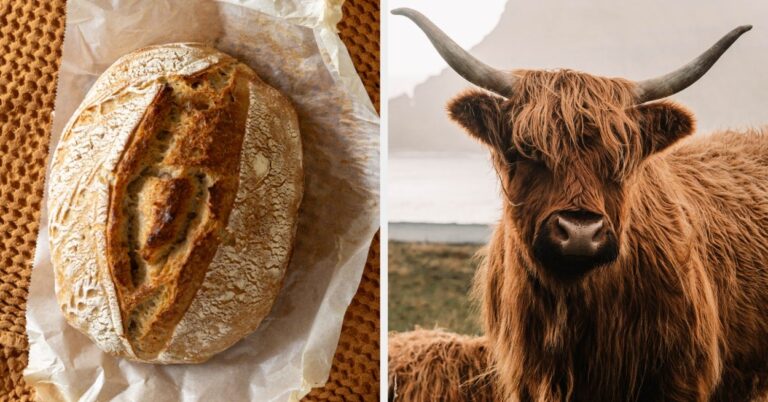 Choose An Enormous Amount Of Food And I'll Tell You Which Adorable Animal You Are – BuzzFeed