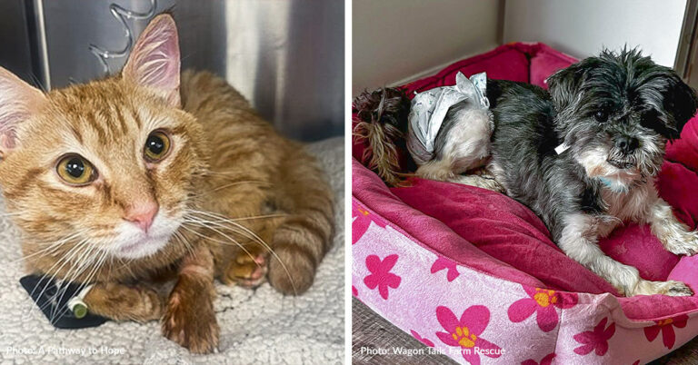 3rd Annual Paws in Peril Care-A-Thon Funds Emergency Medical Care for Sick & Injured Animals