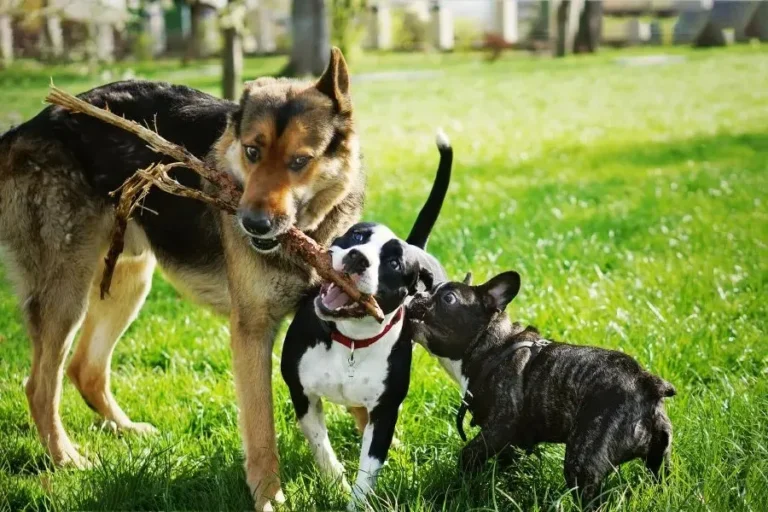 Montego Pet Nutrition brings African Innovation to the Netherlands with Karoo Wild and …