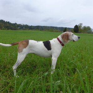 Critter Corner: Hunting season is here; how to keep your dogs safe – InsideNoVa.com