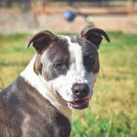 Pets of the Week | indexjournal.com