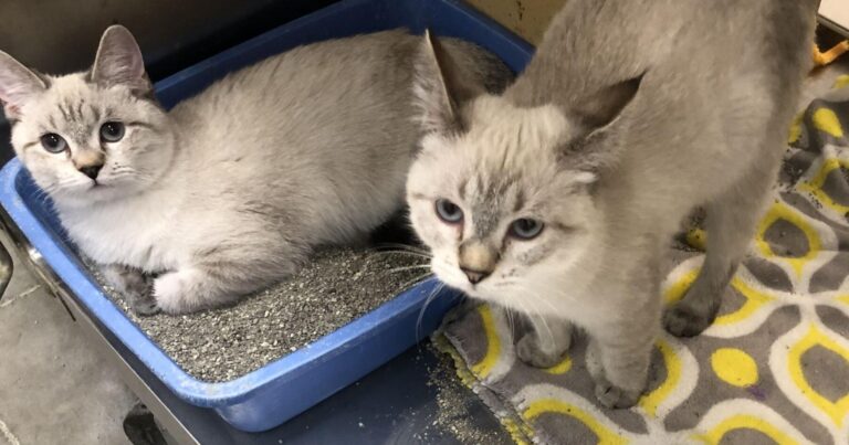 PETS OF THE WEEK | Local News – The Herald Journal