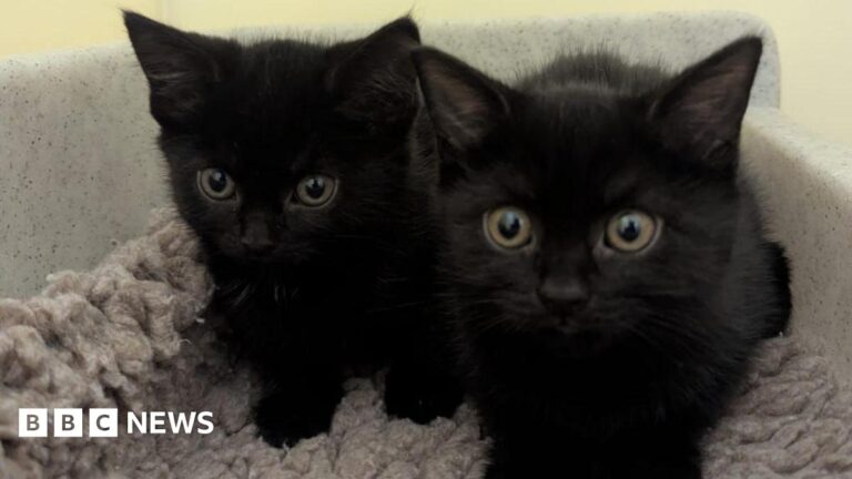 'Ask us for help, don't dump pets on our doorstep', Coventry RSPCA says – BBC News