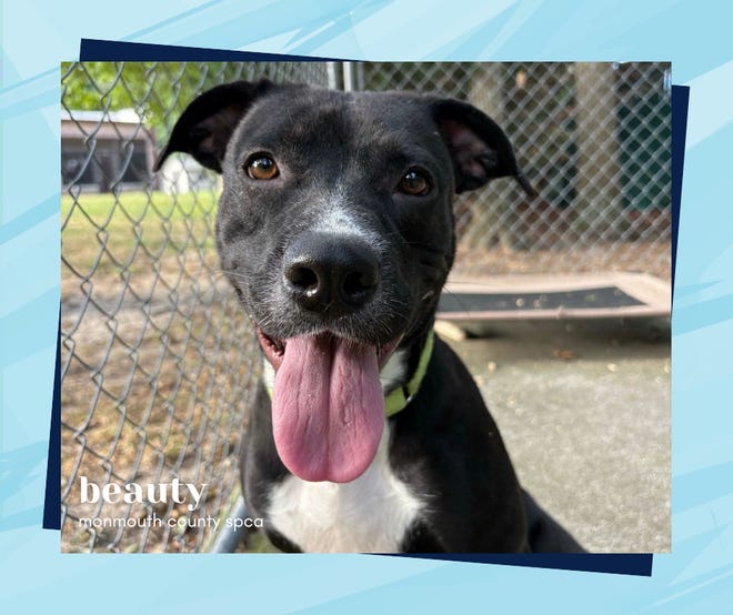 Looking for love? Check out these pets for adoption from local animal shelters (Oct. 21)
