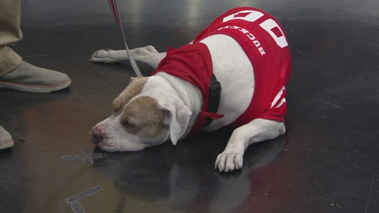 Pet safety ahead of Halloween, adoption event – Columbus – 10tv.com