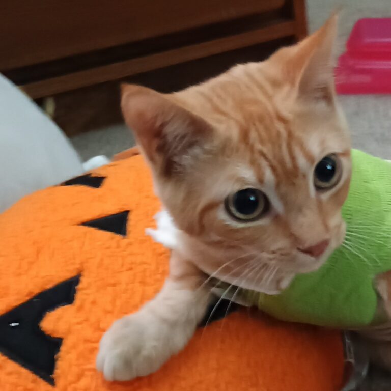 Pets of the Week: Animal Welfare League – Florida Weekly