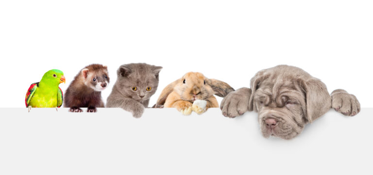 *WINNERS* of our Cutest Pet Photo Contest | Draper Journal