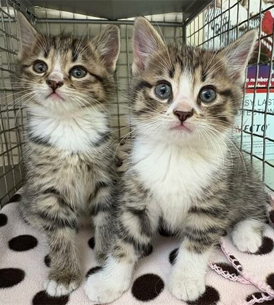 Give these pets a second chance | Boksburg Advertiser – The Citizen