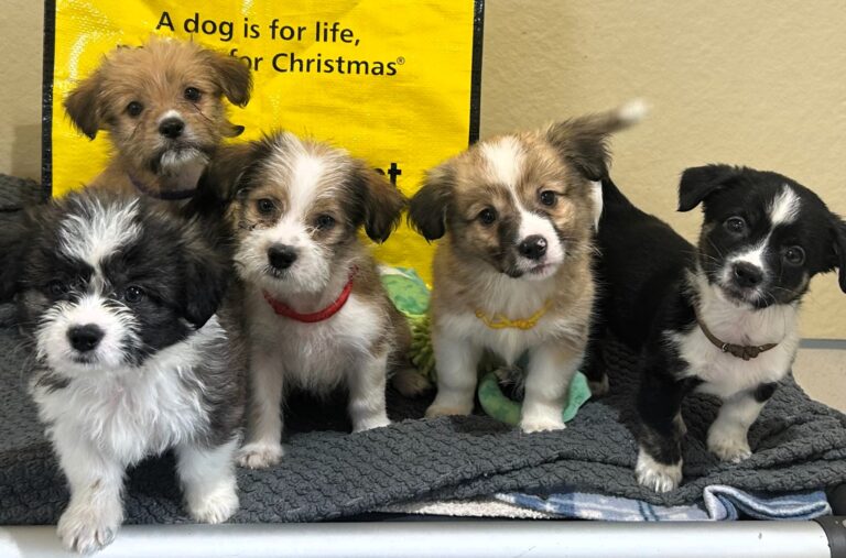 Adorable Lord of the Rings puppies find their fur-ever homes – What's The Jam