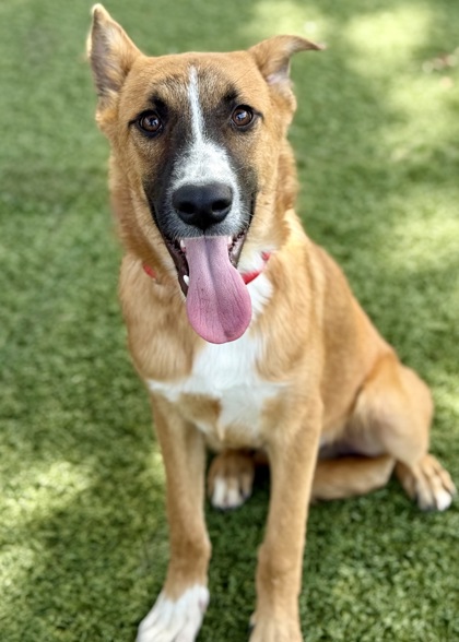 Halloween tips for your pets | Ronnie Casey – Red Bluff Daily News