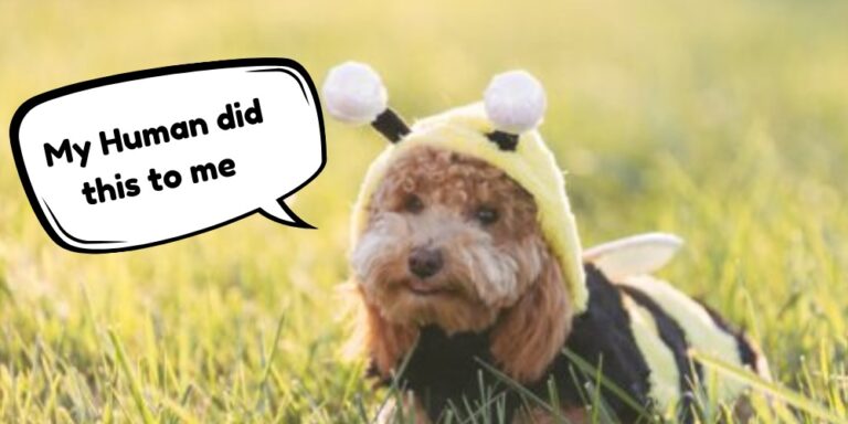 Do Pets Actually Like Halloween Costumes? One in Six People Think So… Bless Their Hearts