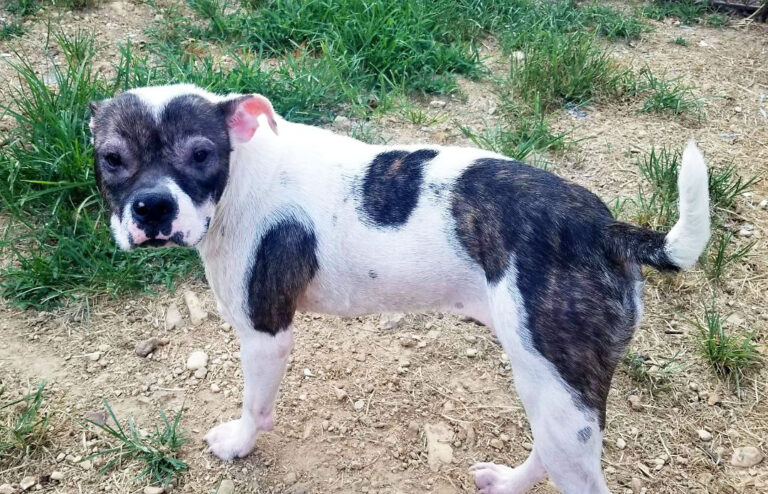 Clarksville Pets of the Week for October 13th, 2025