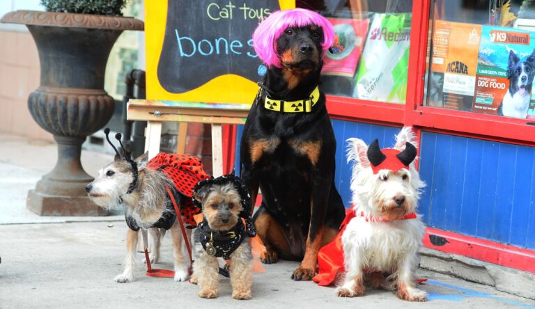 Pet costumes are an $860m business – Morning Brew