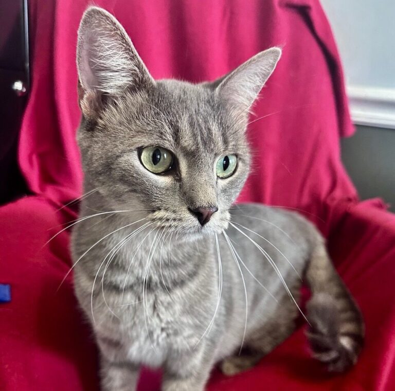 Pets of the Week: Englewood Animal Rescue Sanctuary (EARS) – Florida Weekly