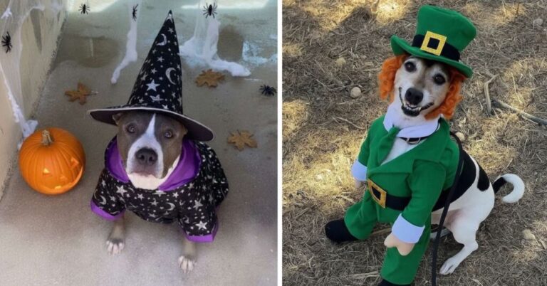Local Shelter Dogs Get Into The Halloween Spirit In Adorable Costumes – Lovin Malta