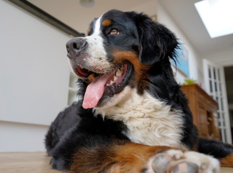 Owner Checks Pet Cam at Work, Can't Cope With What Dog's Caught Doing – Newsweek