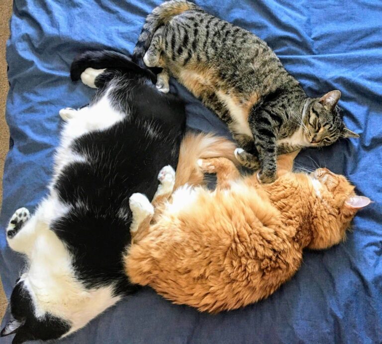 Mom Doesn't Want Any Pets, Internet Obsessed With How She Ended Up With 7
