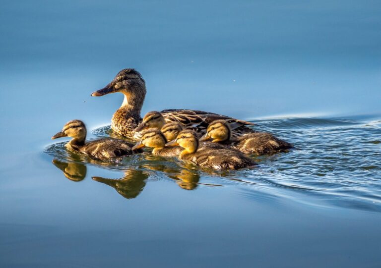 Captivating and adorable: 15 cute animal mother-and-baby images that will make you coo