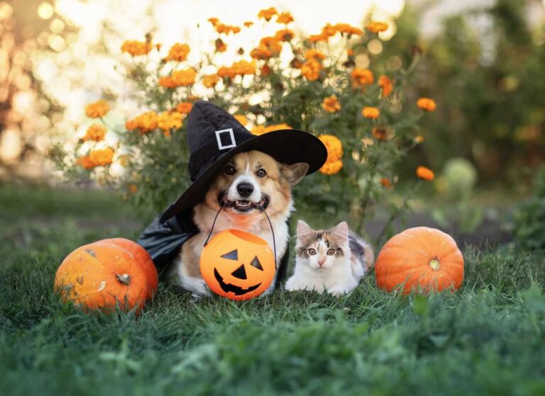 How to Keep Pets Safe This Halloween: Tips from NYC Vets – New York Family