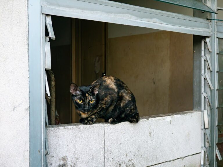 "Abandoned" cat enters stranger's home, demands pets for over 1 hour – Newsweek
