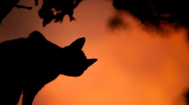 'Scary Cute' Pets Take Center Stage At Hillsborough County Pet Resource Center