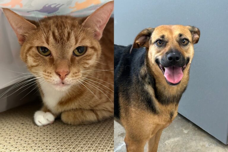 Pets of the Week Oct. 20 – Jonesboro Right Now
