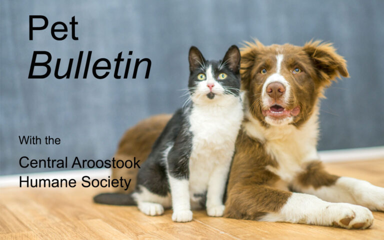 Spooktacular pet safety – The County