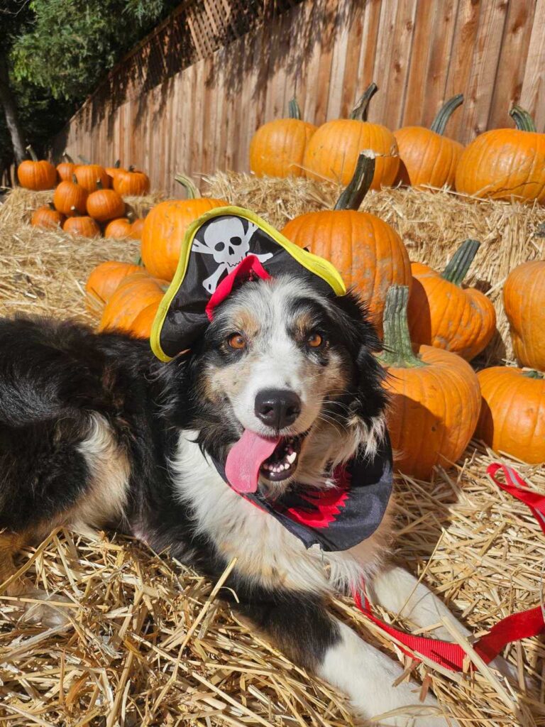 Sonoma's Pets Lifeline to host free fall 'Critter Carnival'
