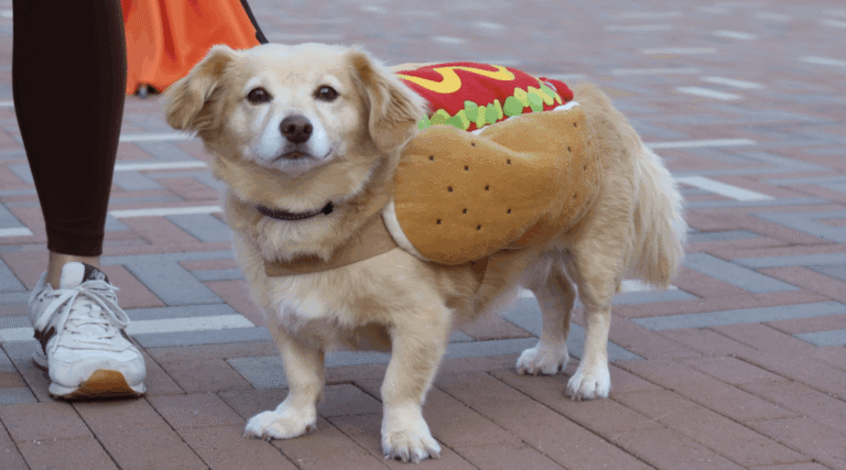 Dogs Take the Spotlight at Springline's Third Annual Barks & Boos – M-A Chronicle