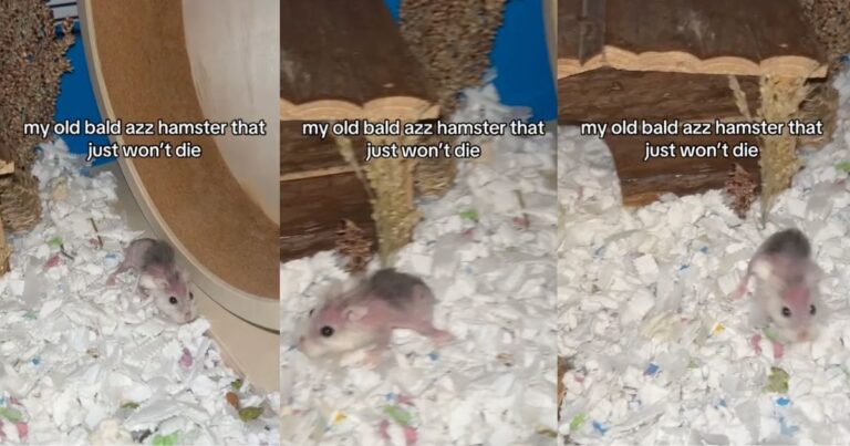 Old Hamster Owner Asks 'How Are You Still Alive, My Bro?” As The Animal Looks Cute In Its …