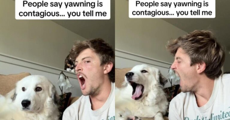 Video: Owner Demonstrates That Yawning is Contagious in Dogs Too – DogTime
