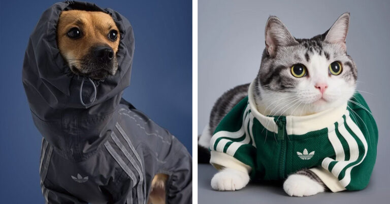 Go “Walkies” in Style With Adidas' New Pet Streetwear Collection
