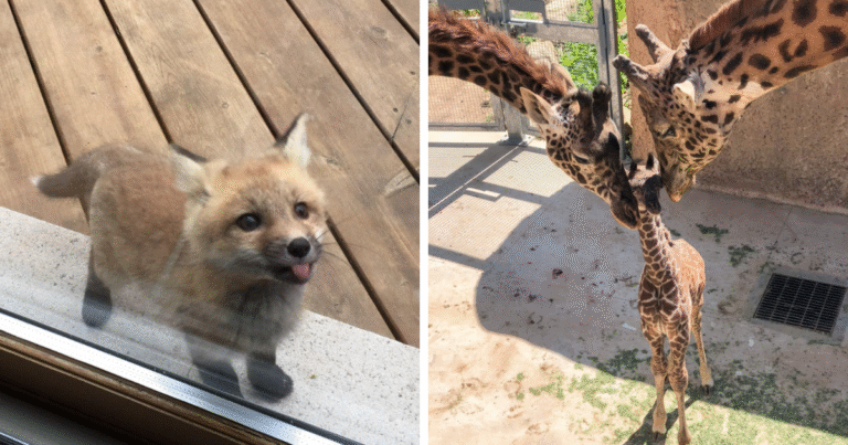 The Only Appropriate Reaction To These 115 Cute Baby Animal Pics Is “Aww” – Bored Panda