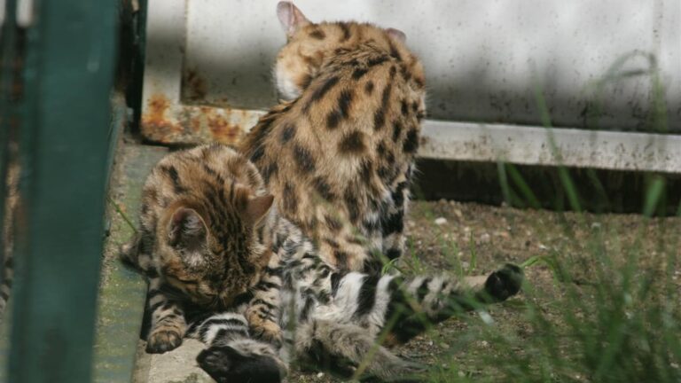 This cute cat is actually a hunting machine; know all about it – The Indian Express