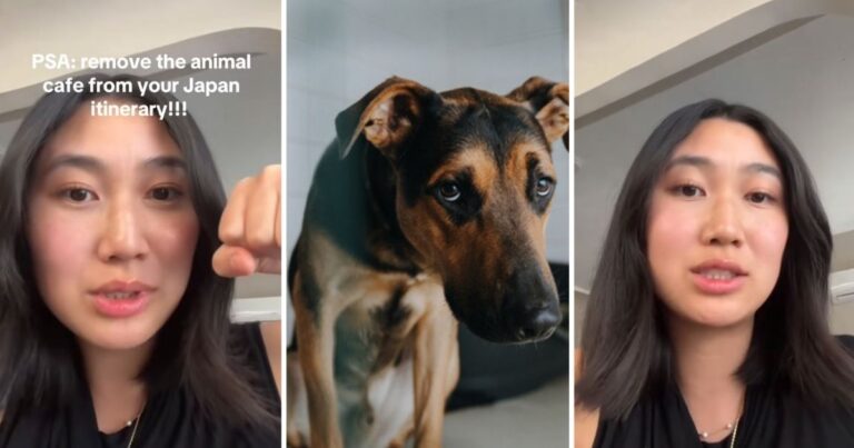 Animal Cafes Are Fun And Cute, But TikToker Says In Japan They Can Also Be Abusive To …