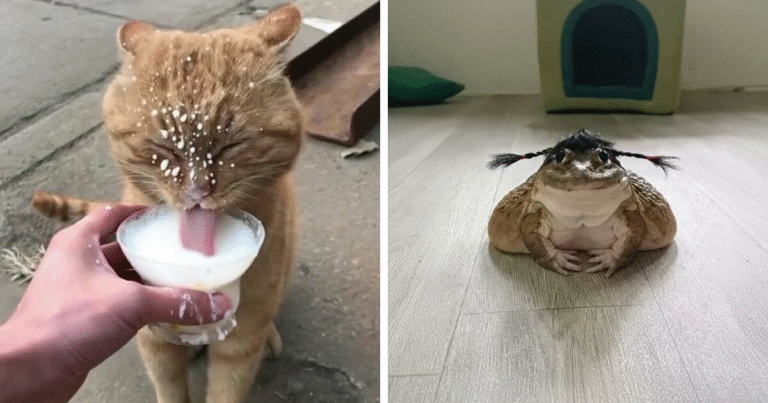 36 Times Animals Were Unintentionally Funny, As Shared By This Facebook Page – Bored Panda