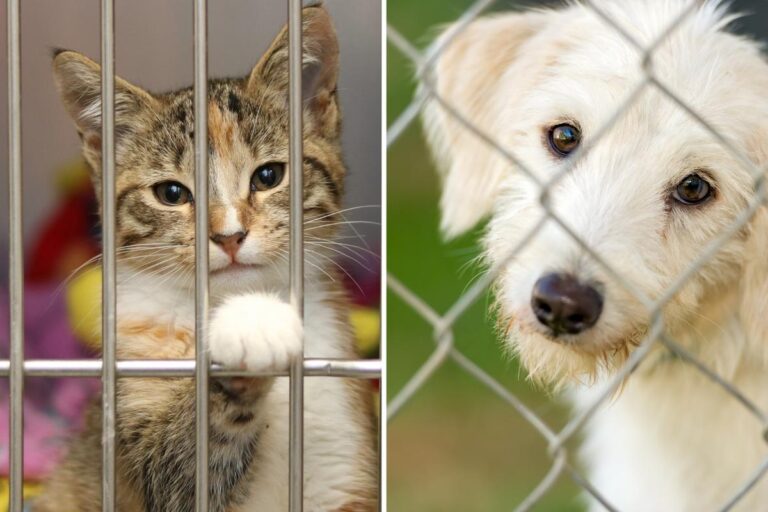 Texarkana Animal League Joins 50 Shelters for Jordan's Way Bowl on National TV – Kicker 102.5