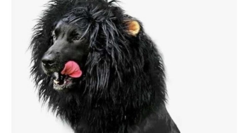 Must-Have Louisiana Pet Costumes for Halloween 2025 – 99.9 KTDY