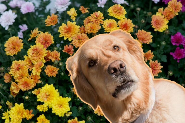 How Fall Plants Can Be Hazardous For Pets In Montana