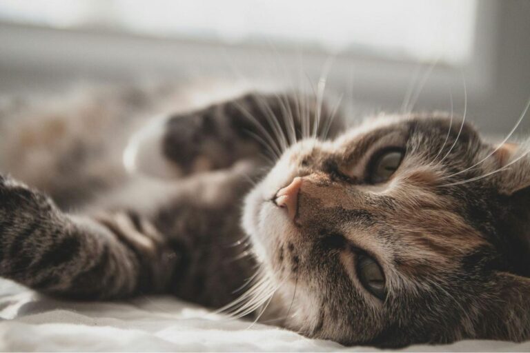 What To Expect At The Catsbury Park Cat Convention In Holmdel – New Jersey 101.5