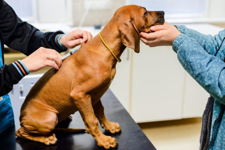 What Texas Law Says About Pet Rabies Shots – 101.9 The Bull